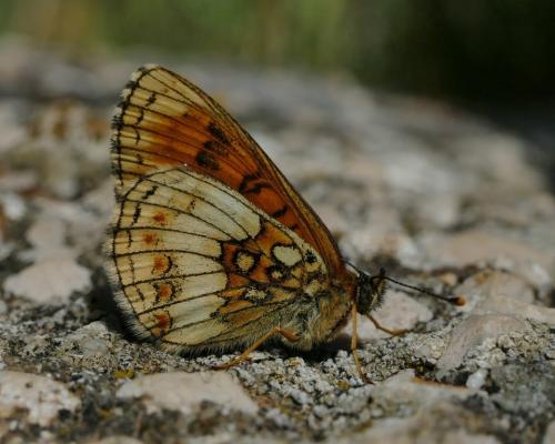 Melitaea athalia